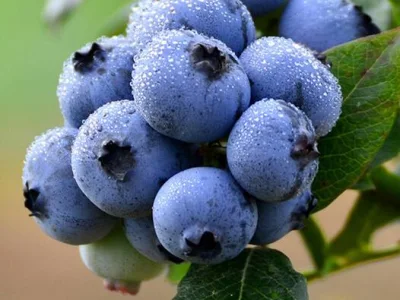 Polvo de extracto de arándano antioxidante con alto contenido de antocianidinas